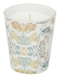 Cheapest 👏 Australian Marine Conservation Society Sunshine Coast Candle ✔️